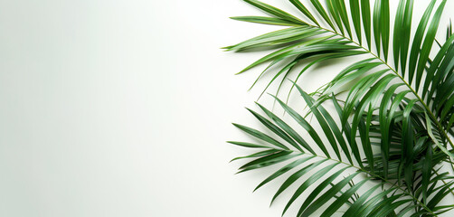 Palm leaves isolated on a white background in a flat lay arrangement