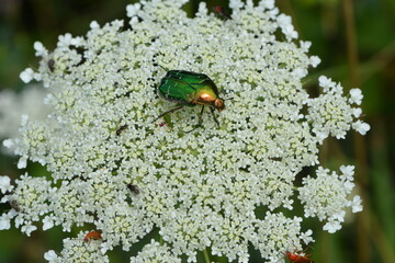 Goldglänzende Rosenkäfer, Cetonia aurata