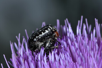 Trauer-Rosenkäfer, Oxythyrea funesta