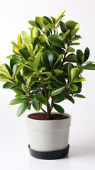 green leafy plant in fancy pot