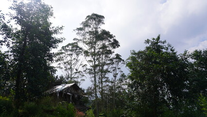 Close-up photo of a pine tree trunk, showing details of the branches, needles, and texture of the bark