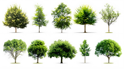 Collection of Trees isolated on a white background