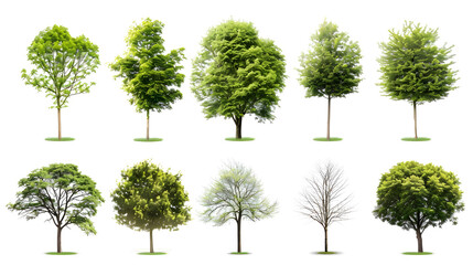 Collection of Trees isolated on a white background