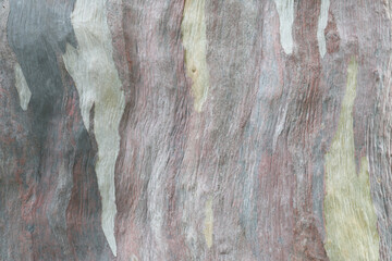 Abstract pattern from eucalyptus tree bark.