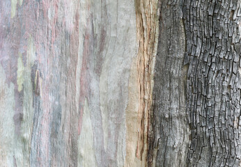 Abstract pattern from eucalyptus tree bark.