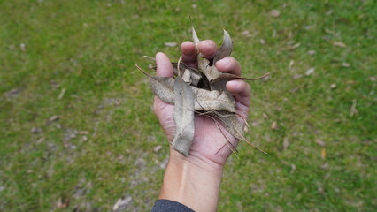 Close-up photo of a hand holding a dry leaf, highlighting the detailed texture and natural color of the leaf.