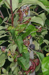 Apfelfaltenlaus,  Dysaphis devecta