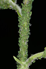 Grüne  Apfelblattlaus,  Aphis pomi