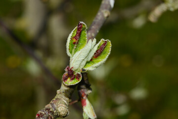 Apfelfaltenlaus,  Dysaphis spp.,  Dysaphis devecta