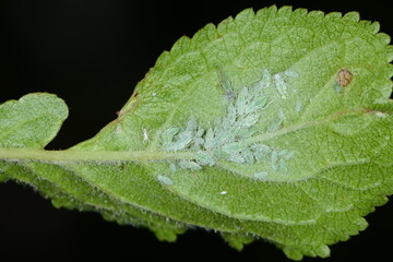 Mehlige Pflaumenblattlaus,  Hyalopterus pruni