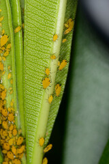 Oleanderblattlaus,  Seidenblattlaus,  Aphis nerii