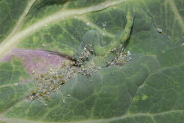 Mehlige Kohlblattlaus,  Brevicoryne brassicae L.