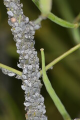 Mehlige Kohlblattlaus,  Brevicoryne brassicae L.