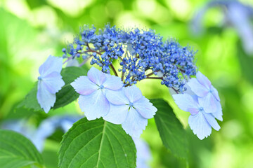 Beautiful lacecap hydrangea begins to bloom in June in Japan.