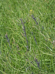 Mehlige Kohlblattlaus,  Brevicoryne brassicae L.