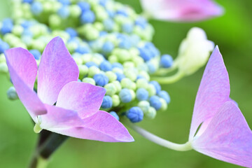 Beautiful lacecap hydrangea begins to bloom in June in Japan.