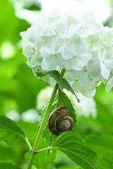 A snail and beautiful hydrangea.