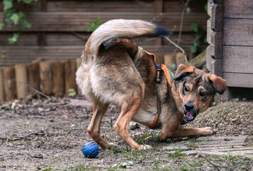 Dreibeiniger läuft konzentriert einem Ball hinterher