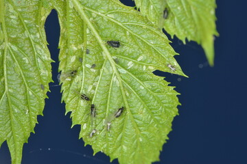 Hopfenblattlaus,  Phorodon humuli