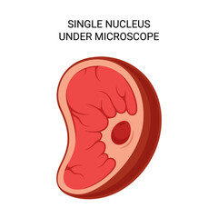 Medical vector illustration of human cell with single nucleus under microscope