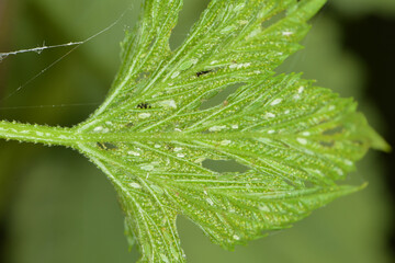 Hopfenblattlaus,  Phorodon humuli