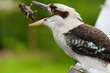 bird of prey