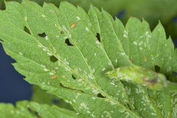 Hopfenblattlaus,  Phorodon humuli