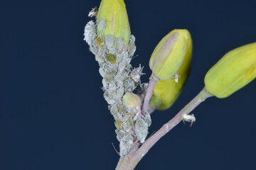 Mehlige Kohlblattlaus,  Brevicoryne brassicae L.