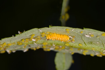Gelbgrüne Läuse an Sommerflieder,  Aphis spp.