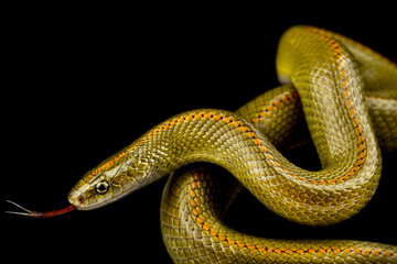 Aurora house snake (Lamprophis aurora)