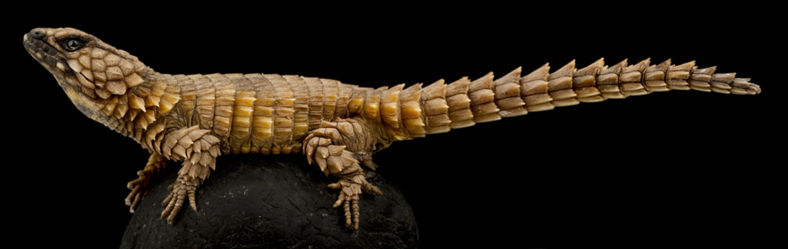 Armadillo girdled lizard (Ouroborus cataphractus)