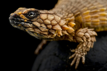 Armadillo girdled lizard (Ouroborus cataphractus)