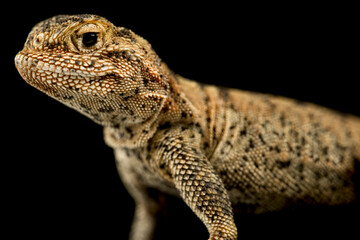 Przewalski's toadhead agama (Phrynocephalus przewalskii)