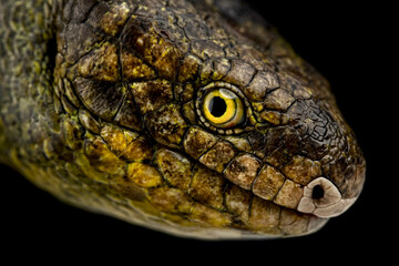 Monkey-tailed Skink (Corucia zebrata)