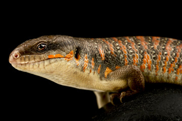 Schneider's skink (Eumeces schneiderii)