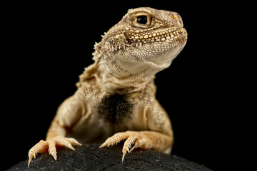 Secret Toadhead Agama (Phrynocephalus mystaceus)