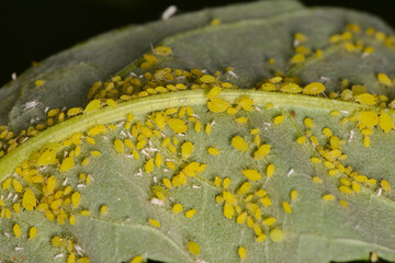 Gelbgrüne Läuse an Sommerflieder,  Aphis spp.