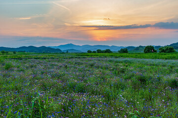 A landscape full of cornflowers and various flowers in a field along the river. A sunset view along the Namgang River in Haman-gun, South Gyeongsang Province, South Korea.