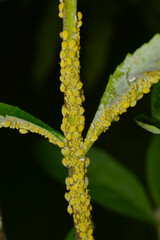 Gelbgrüne Läuse an Sommerflieder,  Aphis spp.