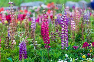 Obraz premium A landscape full of cornflowers and various flowers in a field along the river. A sunset view along the Namgang River in Haman-gun, South Gyeongsang Province, South Korea.