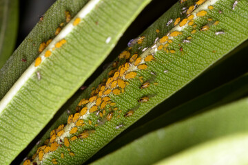Oleanderblattlaus,  Seidenblattlaus,  Aphis nerii