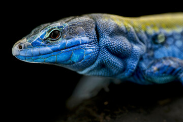 Italian wall lizard (Podarcis siculus klemmeri)