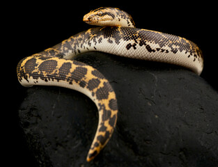 Kenyan sand boa (Gongylophis colubrinus)