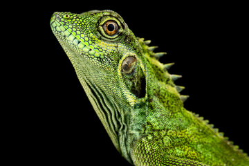 Large eared Anglehead Agama (Hypsilurus auritus)