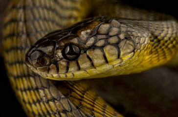 Tanahjampea Cat Snake (Boiga tanahjampeana)