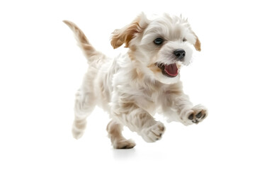 Obraz premium Playful puppy dog running, playing isolated on white background