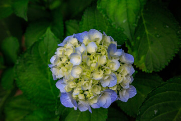 Beautiful summer flowers, hydrangeas blooming on the forest path
