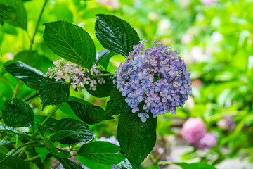 Beautiful summer flowers, hydrangeas blooming on the forest path