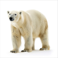 Majestic polar bear standing, its thick white fur contrasting against a clean background, symbolizing arctic strength.