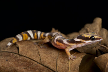 Northern velvet gecko (Oedura castelnaui)